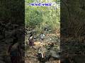 janagli najaro ||જંગલી નજારો #youtube #shortsvideo #vairalshort #janglishort video #🐯🐯