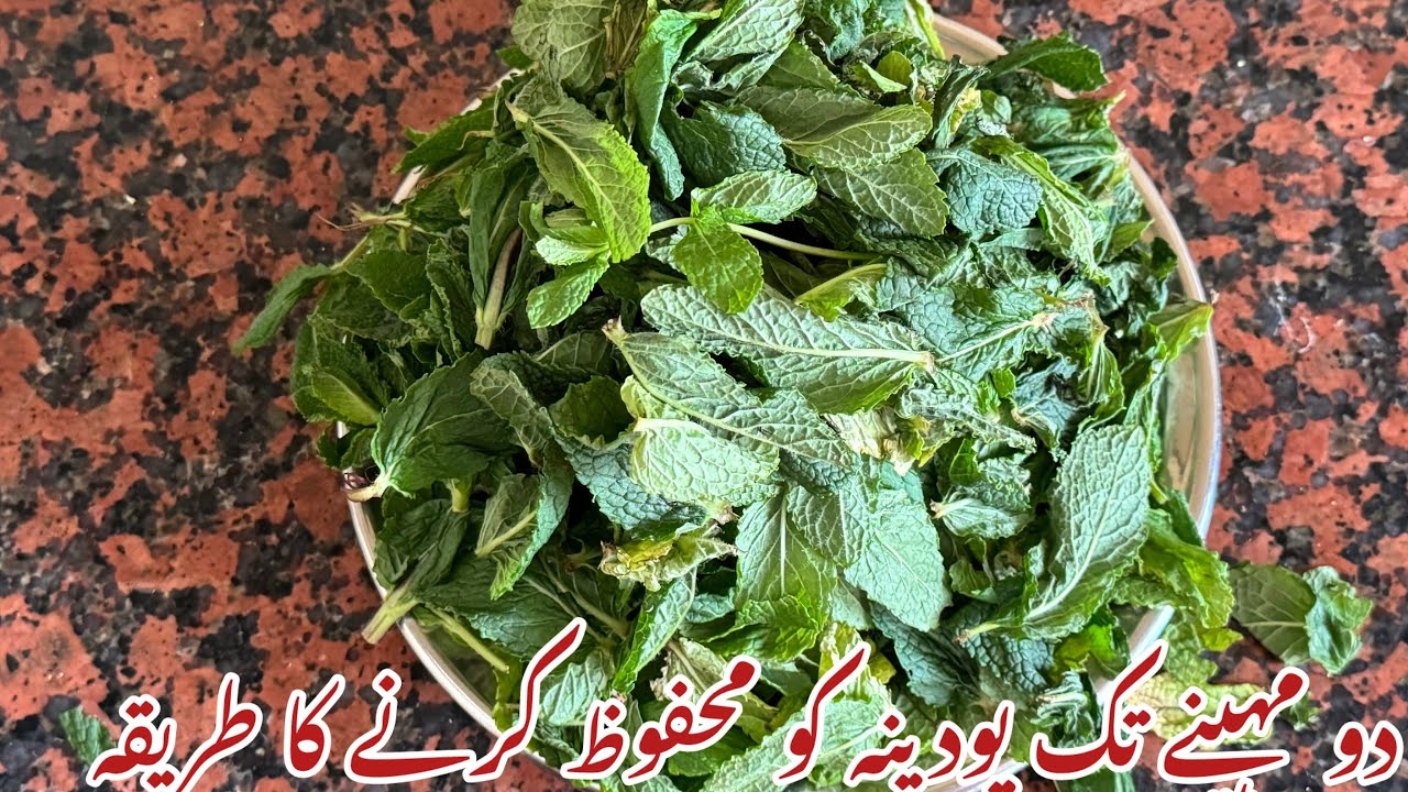 How to keep Mint fresh for long Mint leavesstorage YouTube