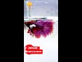 Dumbo lavender halfmoon betta fish  c betta tai voi tm ui di short  ii maco aqua