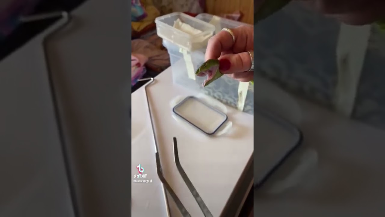 Зубки зеленой куфии