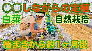 【自然栽培】種まきから1ヶ月後の白菜定植。◯◯は念入りに！