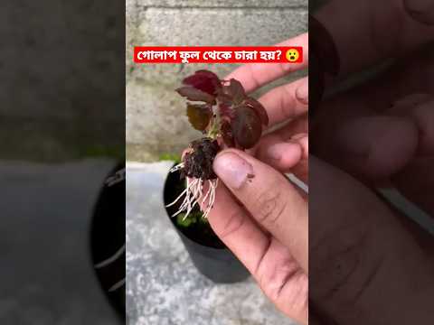 ভিডিও: শীতের পরে কীভাবে গোলাপ খাওয়াবেন?