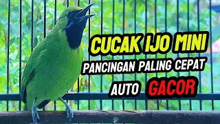 Cucak Ijo Mini - Pancingan Ijo Mini Macet Bunyi Agar Cepat Gacor