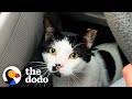 Stray Cat Chooses His New Mom And Now Copies Everything His New Brother Does The Dodo Stray Cat Chooses His New Mom And Now Copies Everything His New Brother Does The Dodo