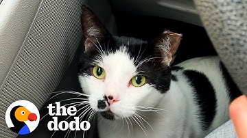 Stray Cat Chooses His New Mom And Now Copies Everything His New Brother Does | The Dodo