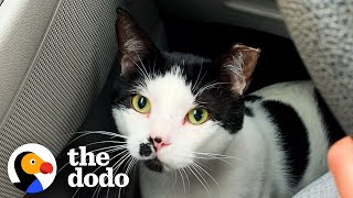 Stray Cat Chooses His New Mom And Now Copies Everything His New Brother Does | The Dodo