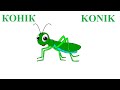 Конiк (Konik) - Кузнечик по-белорусски (Grasshopper in Belarusian)