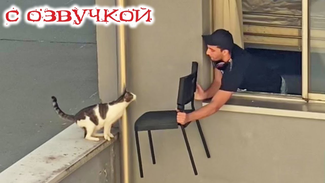 Приколы с котами! С ОЗВУЧКОЙ СМЕШНЫЕ КОТЫ 2026! Самые Смешные Животные!