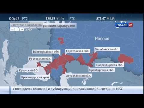 Россия 24 Появления ядовитых пауков каракуртов чёрная вдова на Урале 1