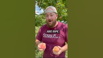 🍑 When to pick peaches! #garden #peaches when are peaches ripe?  #shorts