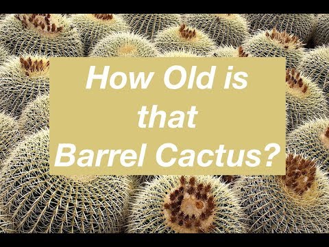 Video: Arizona Barrel Cactus Información: Carin para Arizona Barrel Cactus en jardines