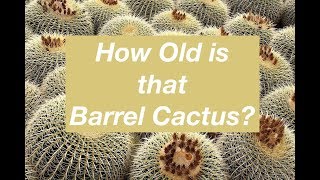 How Old is That Barrel Cactus?