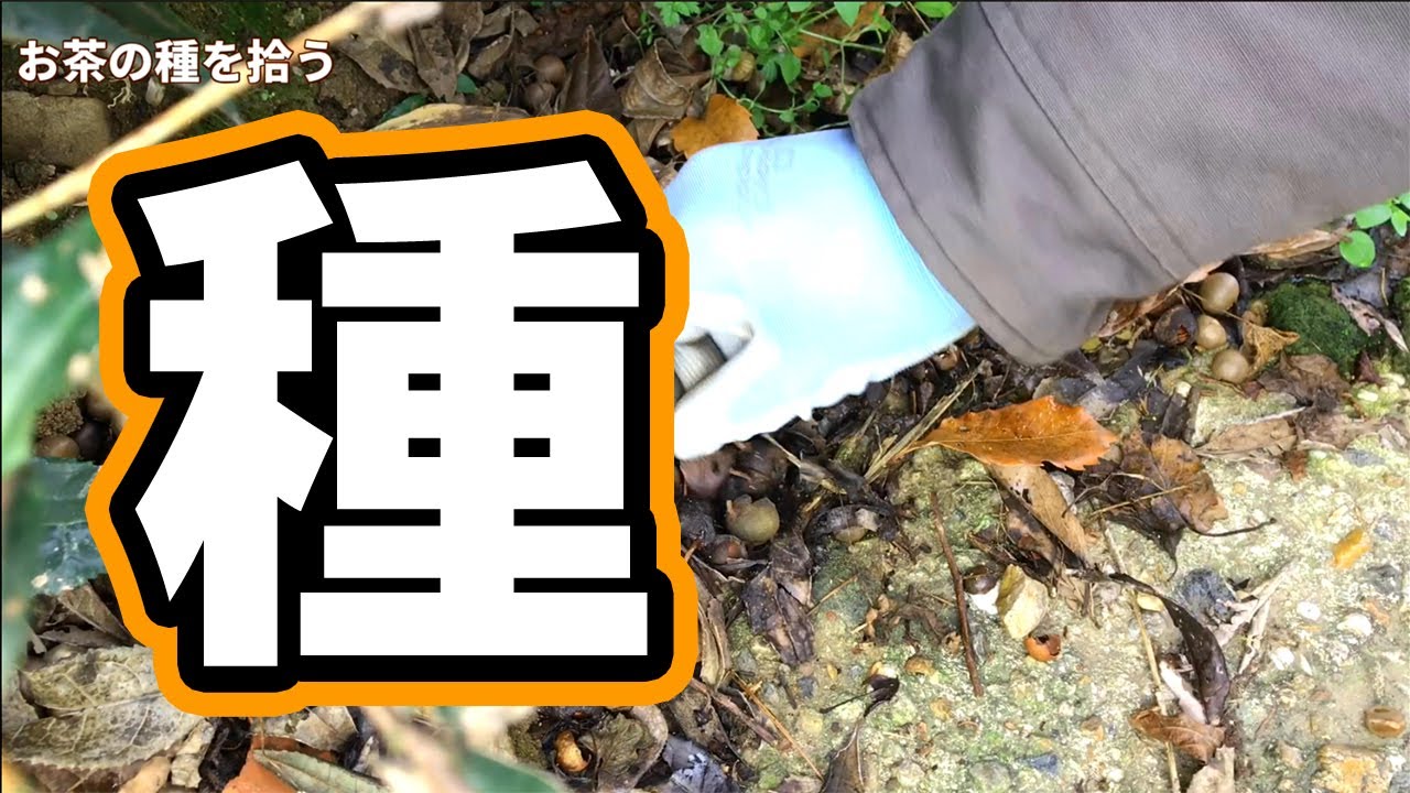 Growing Tea Picking Up Tea Seeds Youtube