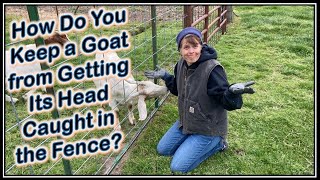 How Do You Keep a Goat from Getting Its Head Caught in the Fence?