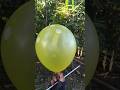 Meletus balon kuning DOOR! #balon #balonku #balonkuadalima #meletusbalonhijau #shorts