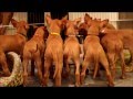 Pharaoh hound puppies 7weeks の動画、YouTube動画。