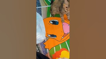 cat facts 😎😎🐾🐾 #cat #pets #kitten #animals #wildlife #cute #shortvideo #catlovers