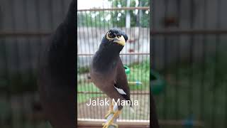 Jalak Nias Gacor Suara Khas Bikin Burung Jalak Lain Nyaut