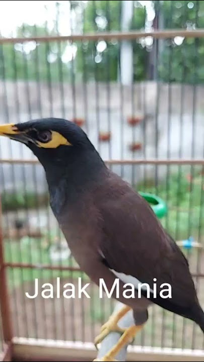 Jalak Nias Gacor Suara Khas Bikin Burung Jalak Lain Nyaut