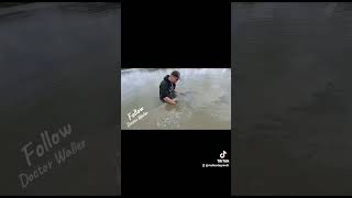 Grosso siluro catturato  a spinning  sul fiume Po🫠