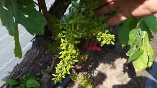 видео: Как ускорить рост, вегетацию винограда в этом году, как помочь, нагнать время. картинка: Как ускорить рост, вегетацию винограда в этом году, как помочь, нагнать время.