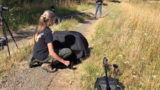 Northern Harrier Release