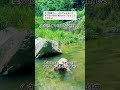 枯れにくい川の特徴