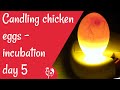 How to candle chicken eggs: day 5 of incubation.