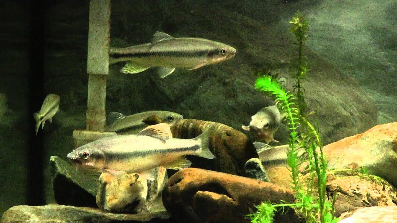 13 10 22 魚的外形構造觀察 臺灣馬口魚 Youtube 13 10 22 魚的外形構造觀察 臺灣馬口魚 Youtube