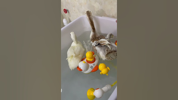 Sự Thật Về Bé Chiếc Vịt Call Duck Đắt Nhất Thế Giới Phần 2 😱| Quốc Halo | #shorts