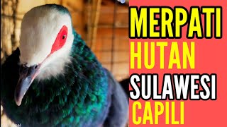 Download Lagu MERPATI HUTAN SULAWESI || SUDA SANGAT AHLI BUAT MIKAT MP3 Download Lagu MERPATI HUTAN SULAWESI || SUDA SANGAT AHLI BUAT MIKAT MP3