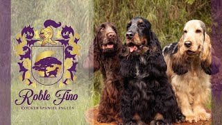 ESTO ES EL CRIADERO ROBLE FINO  Cocker Spaniel Inglés