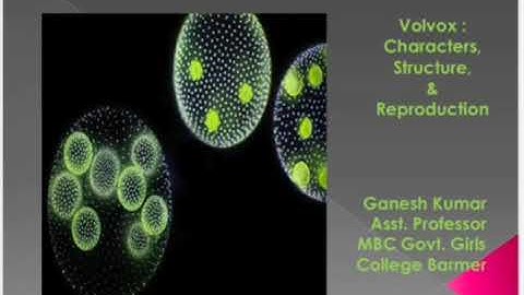 Volvox: structure, characteristics features & reproduction