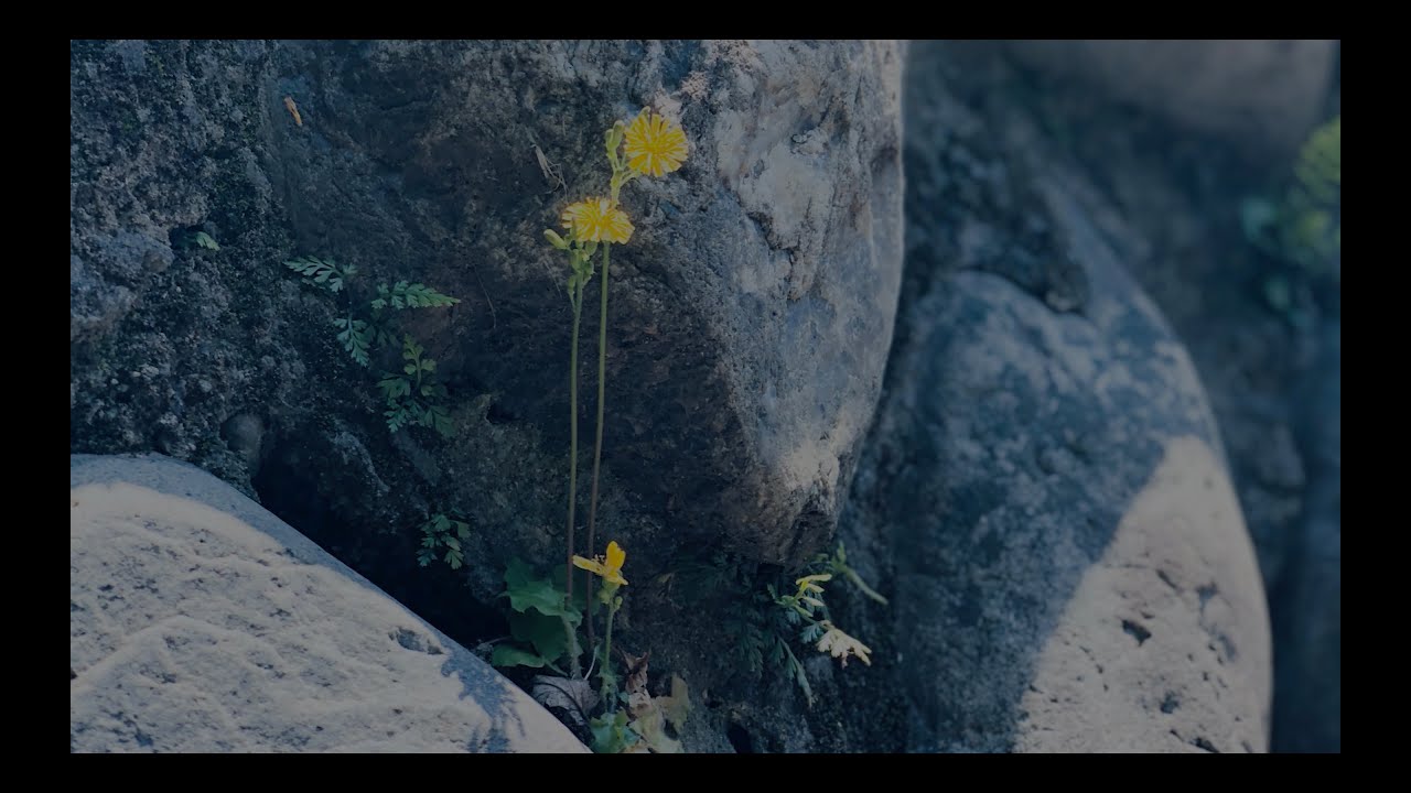 Keiko Official 命の花 Lyric Video Inst Ver Youtube