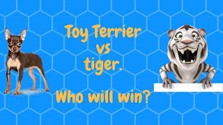 Той-терьер против тигра. Кто победит? | Toy terrier vs tiger. Who will win?