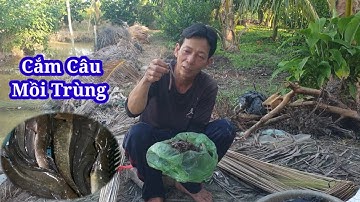Thành Quả Cắm Câu Cá Trê Mồi Trùng.