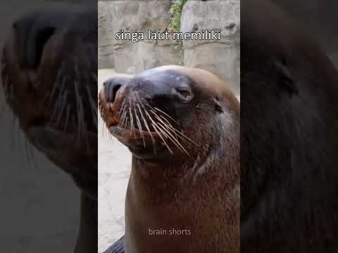 Video: Apakah anjing laut hanya anjing air?