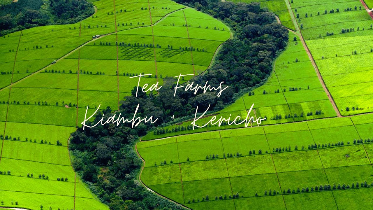 Drone views of Kericho + Kiambu Tea Farms in Kenya | 20 Minutes | Serene | Auditory Bliss