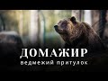 Домажир - ведмежий притулок бурих ведмедів - куди поїхати на день