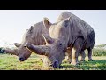 Top 5 inspirational animal conservation stories  bbc earth