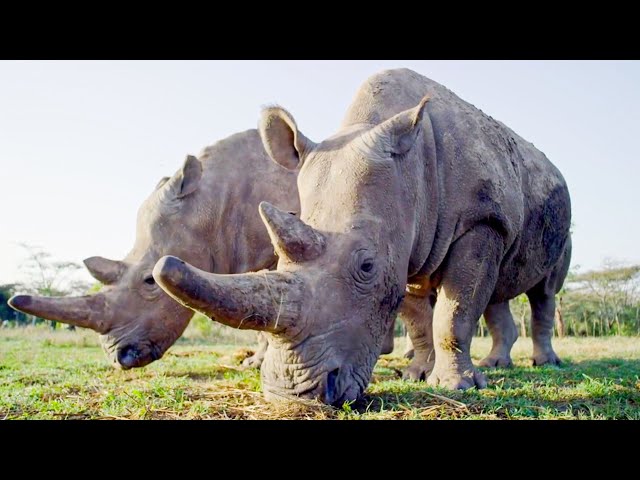 Top 5 Inspirational Animal Conservation Stories | BBC Earth class=