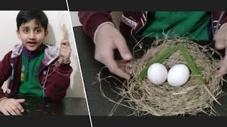 Bird Nest making idea at home /DIY Nest /Dry grass bird nest craft