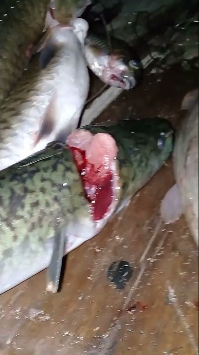 mancing ikan sidat..terpaksa kepalanya dibacok..#shorts #ikansidat #ikansi#eel