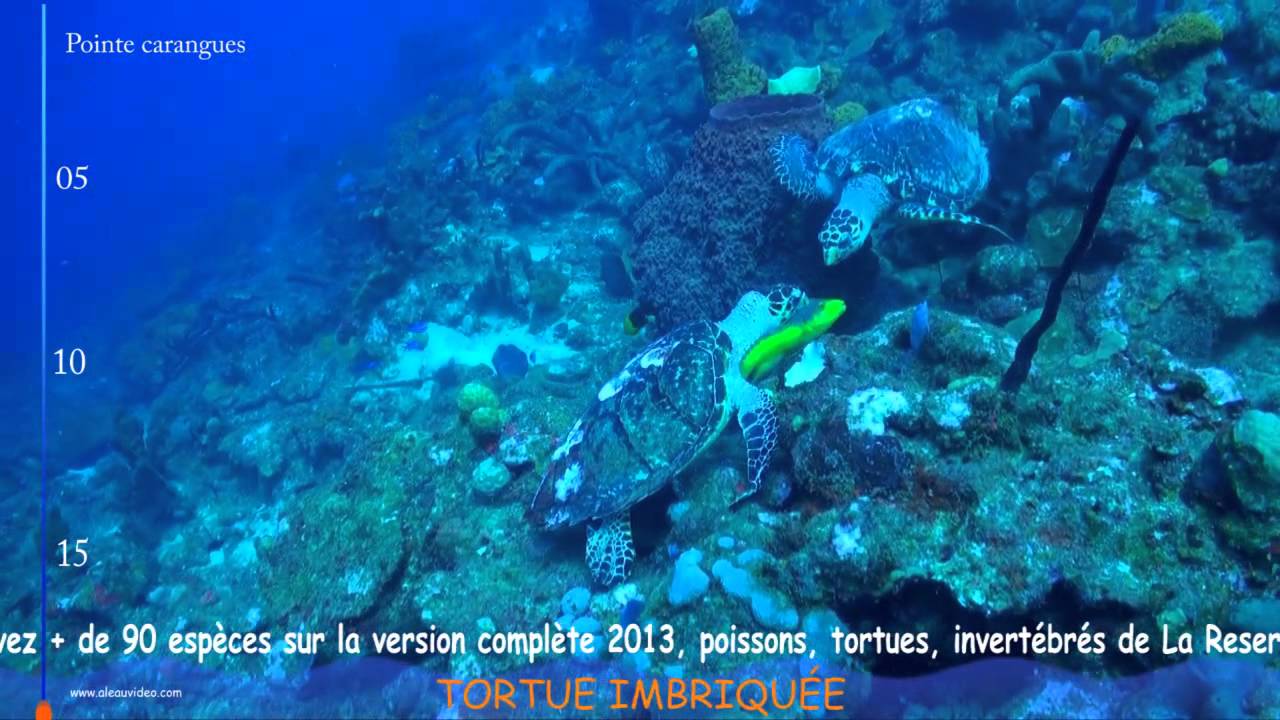 reserve cousteau - YouTube