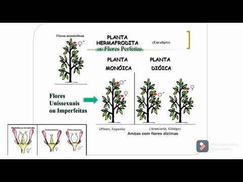 Video: Protandria Ja Protogüünia Erinevus