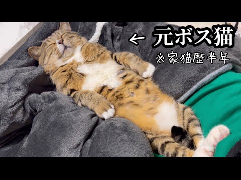 保護したボス猫はただのぬいぐるみでした。