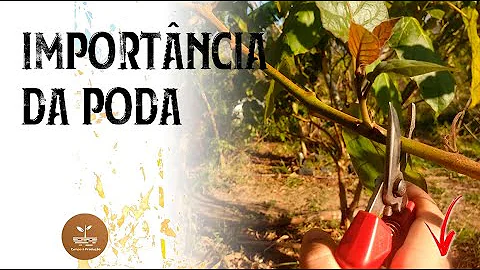 Como a poda afeta o vigor da planta?