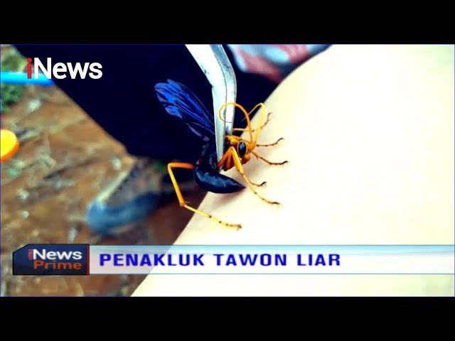 Cara Memusnahkan Sarang Dan Mengobati Sengatan Tawon Vespa Inews Prime 06 12 Youtube Cara Memusnahkan Sarang Dan Mengobati Sengatan Tawon Vespa Inews Prime 06 12 Youtube