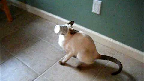 Watch the video about Siamese Cat with Sweet Tooth