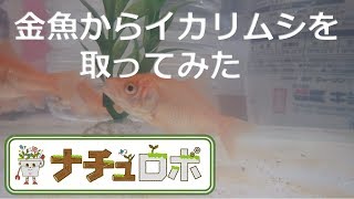 金魚についた寄生虫 イカリムシ 発見時の対応とその取り方 ナチュロボのマッタリlabo